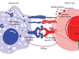 A Potential Cancer Prevention Vaccine For Lynch Syndrome National Cancer Institute