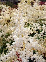 Damp, shade, partial shade, sunny, shelter, coastal forest garden, coastal and dune garden, small garden or balcony, wetlands and water features. Astilbe Brautschleier Bridal Veil Westcountry Nurseries