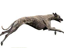 How Fast Can Greyhounds Run