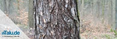 Einen baum zu fällen oder professionell fällen zu lassen bedarf einer genehmigung, die bei der entsprechenden behörde beantragt und bezahlt werden muss. Kosten Einer Baumfallung Was Kostet Es Baume Zu Fallen Talu De