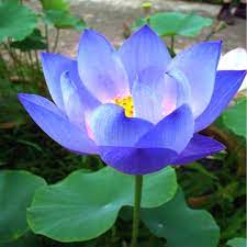 Because living on or under water surface requires numerous special adaptations, aquatic plants can only grow in water or permanently saturated soil. Aquatic Flower Gardens Google Search Fiore Di Loto Semi Di Fiori Fiori