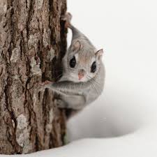 We did not find results for: Some Of The Cutest Japanese Dwarf Flying Squirrels On Earth