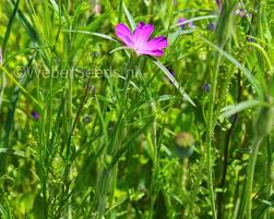 Image result for Agrostemma githago