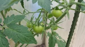 Er steht in enger verbindung zur am 21. Der Johannistag Bedeutung Fur Den Kleingartner Timos Blog Pflanzen Stadtgarten Kleiner Garten