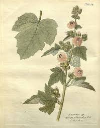 Keep reading to find out more about the healing potential of this powerful plant. Marshmallow Root Monographs The Herbarium Botanical Illustration Plant Illustration Althaea Officinalis