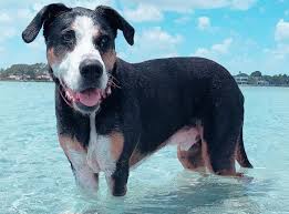 We did not find results for: 35 Great Dane Mixes You Need To Know More About Right Now K9 Web