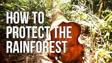 How to Protect the Rainforest - YouTube