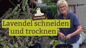 Hallo, stimmt es dass man lavendel vor dem austrieb noch mal etwas schneidet? Lavendel Schneiden Und Fur Duftsackchen Trocknen Youtube