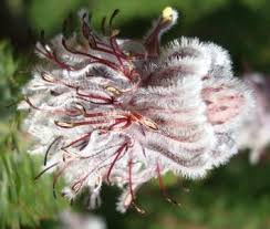 Image result for Swertia brownii