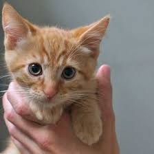 For those of us who love or have orange tabby cats! Adopt West Kitten Adoption Tabby Kitten Orange Tabby Kitten