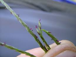 Image result for Digitaria sanguinalis