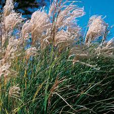 Miscanthus sinensis, or maiden grass, is a family of ornamental plants with a clumping habit and graceful arching stems. New Hybrids Maiden Grass Seeds