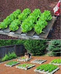 Pallets For Raised Bed Gardening Low Cost High Yield And Simply Done Plants Pallet Garden Pallets Garden