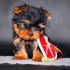 Alluring Yorkies Quality Yorkie Pups Instagram Photos And Videos Yorkie Puppy For Sale Yorkie Puppy Puppies For Sale