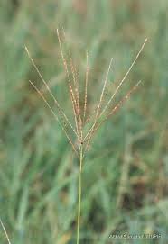 Image result for Digitaria eylesii