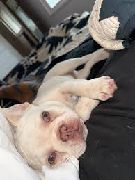 To the parents of Myles Smith with the phone number 563-900-6080, it's not  cool to be faking dominos orders especially with my moms phone number.