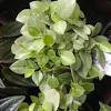 Home growing houseplants 19 best peperomia types | peperomia plant varieties. 1