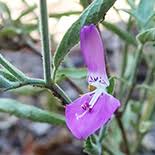 Image result for Dicliptera minor