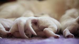 While trying to console her babies, the golden retriever was captured walking around the living room only to bring stuffed toys to her three puppies. Newborn Golden Retriever Puppies Suck Br Stock Video Pond5
