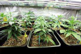 To limit potential risk to the infant, breastfeeding mothers should be advised not to use marijuana or products containing cannabidiol (cbd) in any form while breastfeeding. Facts On Marijuana And Breast Milk Parents