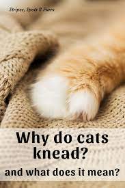 Why Do Cats Knead Cats Knead Natural Pet Care How To Make Biscuits