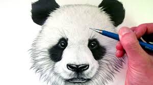 How to draw a bear (head detail). How To Draw A Panda Bear Youtube