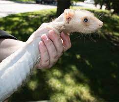 In female ferrets, another symptom is an enlarged vulva. Ferret Adrenal Disease Demystified Wcvm Today Western College Of Veterinary Medicine University Of Saskatchewan