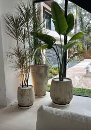 Image result for Strelitzia nicolai