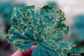 Some Important Cucumber Diseases Seminis