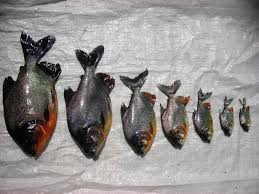 Yuk, intip apa saja manfaat ikan bawal untuk ibu hamil dan janin. Fakta Menarik Mengenari Ikan Bawal Yang Belum Kita Ketahui