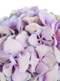 Die farben sind intensiv und die blumenwelt gibt nochmal alles! Welche Blumen Gibt Es Im September Schnittblumen Saison Kalender Blumigo