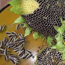 Biasanya kuaci dijadikan bahan camilan hingga makanan hewan peliharaan dan dari biji bunga matahari inilah anda bisa menanam bunga matahari. 50 Bibit Biji Bunga Matahari Sunflower Kuaci Super Lazada Indonesia