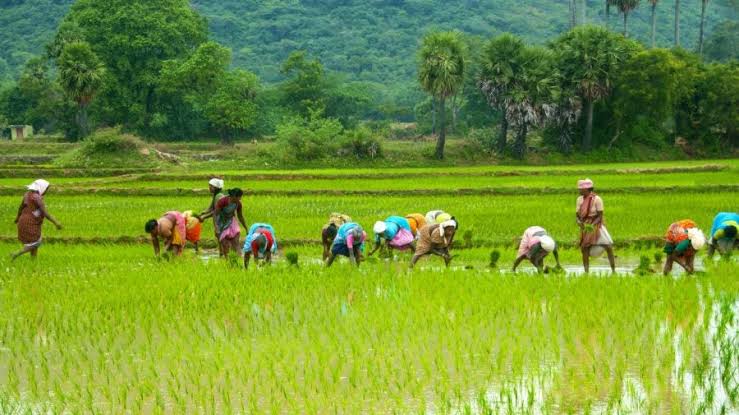 Industry feels heat as methane spotlight turns to rice