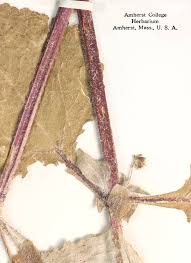 Image result for Sigesbeckia orientalis