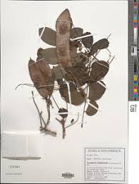 Image result for Xeroderris stuhlmannii