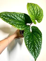 Image result for Sonchus luxurians