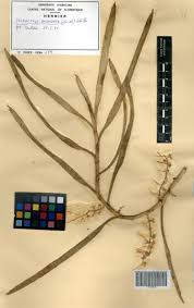 Image result for Tridactyle bicaudata