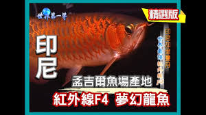 Кираса из чешуи красного дракона. å°å°¼åŠ é‡Œæ›¼ä¸¹ å­Ÿå‰çˆ¾ç´…å¤–ç·šf4 å¤¢å¹»ç´…é¾é­š ä¸–ç•Œç¬¬ä¸€ç­‰ 60é›† å°é¦¬ç²¾é¸ç‰ˆ Youtube