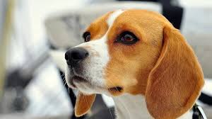 Beagle Kopek Egitimi Ozellikleri Ve Bakimi Loyal Friend