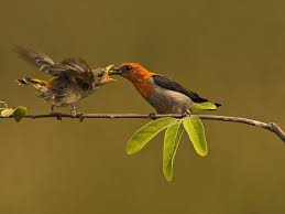 Burung Cabe Cabean Flickr Photo Sharing Animals Bird Small Birds