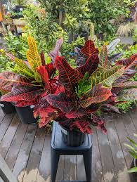 Image result for Croton