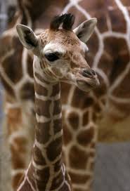 Six Foot Tall Calf Arrives At Indy Zoo Zooborns Giraffe Baby Animals Pictures