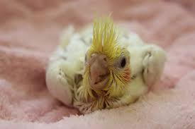 オカメインコ ルチノー ヒナちゃんです 東京からもほど近い 千葉県 神奈川県 埼玉県でオカメインコ を販売するペットショップ