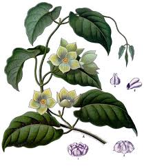 Image result for Apocynaceae subfamilies Asclepiadoideae and Secamonoideae