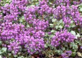 Check spelling or type a new query. Gardening 101 Dead Nettles Gardenista