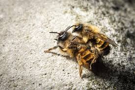 Image result for Bombus subterraneus