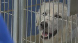 Take a look at the dogs currently residing at the austin humane society who are available for adoption. Nearly 100 Animals Came Into The Austin Animal Center The Day After Fourth Of July Kvue Com
