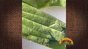 Maybe you would like to learn more about one of these? Q A What Are These Bugs On My Clematis Leaves Youtube