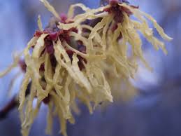 Learn how to choose, plant, and maintain small shrubs and hedges in our when this bush starts to bloom, it produces a profusion of pink flowers along with a flood of yellow flowers that brighten your garden and attract beneficial. March In Bloom Shrubs Ramblin Through Dave S Garden