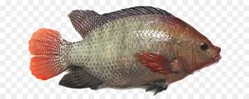 fish cartoon png download 738 352 free transparent tilapia png download cleanpng kisspng fish cartoon png download 738 352
